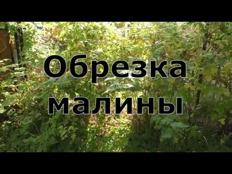 Видео: Обрезка малины