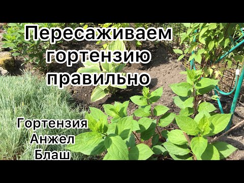 Видео: ПЕРЕСАЖИВАЕМ ГОРТЕНЗИЮ ПРАВИЛЬНО. Пересадка гортензии Анжел Блаш.