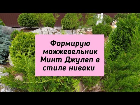 Видео: Формирую можжевельник Минт Джулеп в стиле ниваки