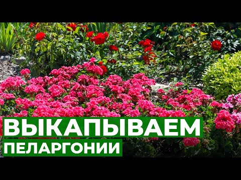 Видео: ХИТРОСТИ ПЕРЕСАДКИ ПЕЛАРГОНИИ (герани) НА ОСЕНЬ. Когда и как правильно пересадить пеларгонию?