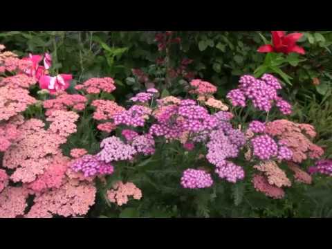 Видео: Сад в период перерыва в цветении роз. 09.07.2018