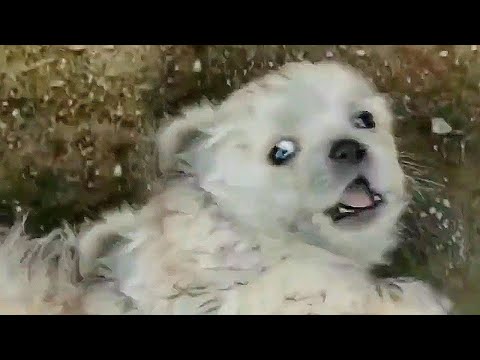 Видео: Колбаса выманила щенка из железных ворот, и она привела меня к его семье, надеясь на спасение