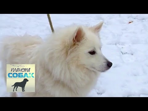 Видео: Кеесхонд. Планета собак 🌏 Моя Планета