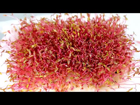 Видео: Как прорастить семена амаранта на микрозелень