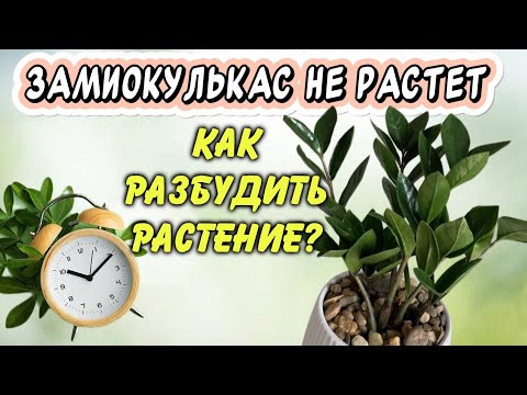 Видео: Замиокулькас застрял в росте: что делать, если он и не растёт, и не погибает