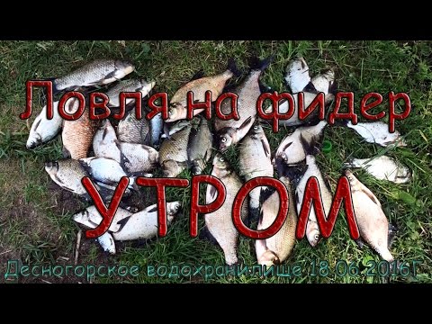 Видео: Ловля на фидер утром. Десногорское водохранилище 16.06.2016г
