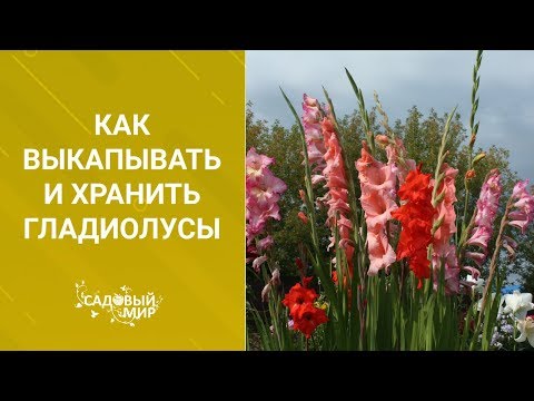 Видео: Как выкапывать и хранить гладиолусы