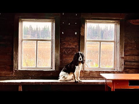 Видео: Одни в глуши. Установили печь. Пешком на таёжную речку.