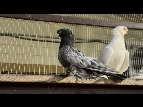 Видео: Двух чубые Ташкентские голуби день 6 🇹🇯🇺🇿🕊️ 7 сентября 2024 г. И гости приимства наших друзей