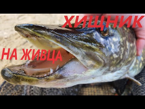 Видео: Ловля хищника на живца/ Неожиданный результат/ Видеоотчет май 2020