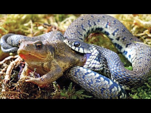 Видео: Ужи – далеко НЕ безобидные змеи, Пожирающие ядовитых Жаб и рыбу Заживо!