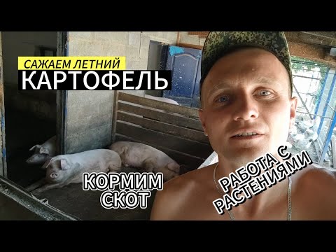 Видео: Сажаем летний картофель.Работа с растениями.Кормим скот.