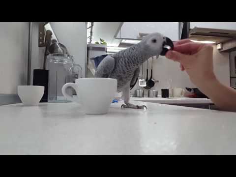 Видео: Жако. Первые уроки. Учим цвета.