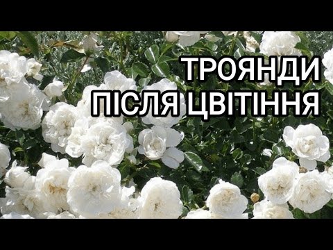 Видео: Ґрунтопокривні троянди після цвітіння. #обрізка  Троянда Свані та Аспірін #троянди