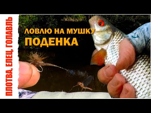 Видео: Ловлю на мушку ПОДЕНКА. Весенняя ловля плотвы, ельца, голавля нахлыстом. Мушка Extended Body Mayfly.
