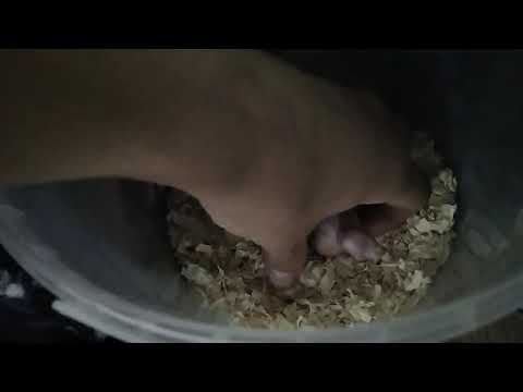 Видео: Кореллы не кормят птенцов! Много воздуха в зобу у птенца!