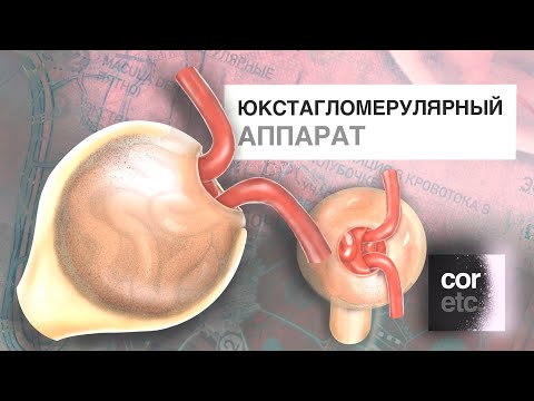 Видео: Юкстагломерулярный аппарат.