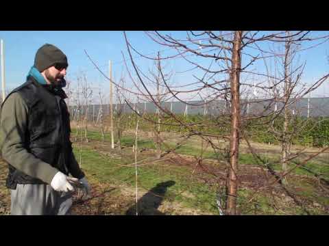 Видео: ОБРЕЗКА ЧЕРЕШНИ НА ГИЗЕЛЛЕ 6