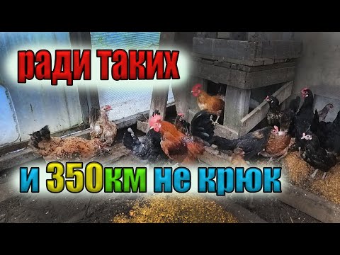 Видео: Как мы за Бентамками 350км проехали.Выбираем карликовых кур