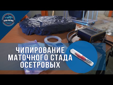Видео: Чипирование маточного стада осетровых