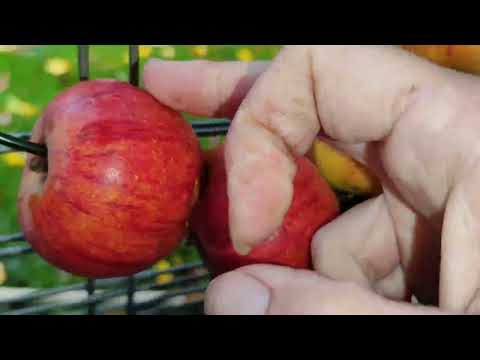 Видео: КУРЫ РЕШИЛИ ЧТО ОНО ДОЛЖНО ОСТАТЬСЯ😊НЕСУТСЯ С УТРА НА УРА❤️
