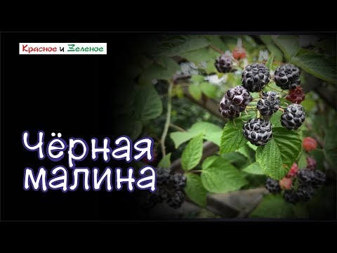 Видео: Черная малина. Особенности выращивания.