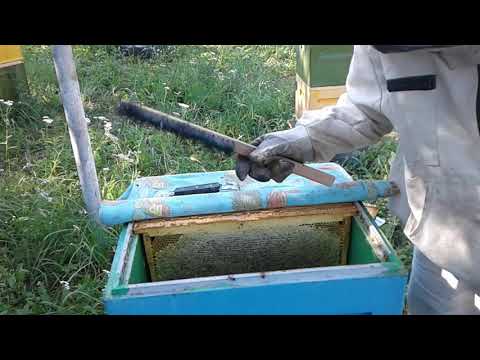 Видео: С Золотарника корпус меда. Пчелоудалитель рулит.