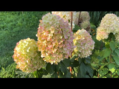 Видео: Сравнение между Лайм Лайт и её улучшенной версией ЛАЙМ ЛАЙТ ПРАЙМ НОВИНКА2023г