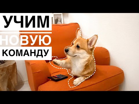 Видео: КАК НАУЧИТЬ собаку класть ЛАПУ на разные предметы? ПРОБУЕМ ВМЕСТЕ С ТАФФИ |Дрессировка | КОРГИ