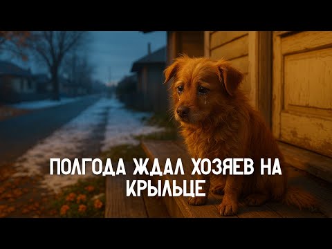 Видео: Щенок плакал у пустого дома… Пока туда не пришли новые жильцы
