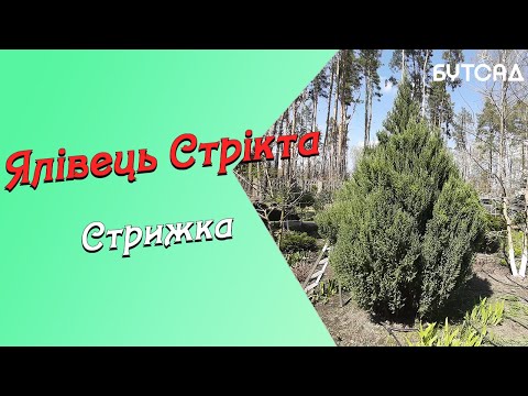 Видео: Ялівець Стрікта. Стрижем правильно!!! UA та RUS субтитри