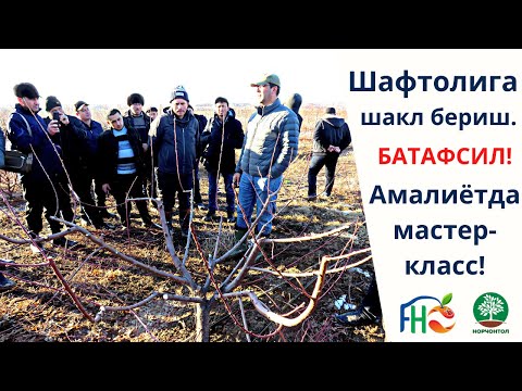 Видео: Шафтолига шакл бериш! Кўчатларга буюртма беринг: +998 78 113 18 19 | +998 99 557 38 00