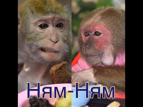 Видео: (Домашние макаки) Вкусный обед.