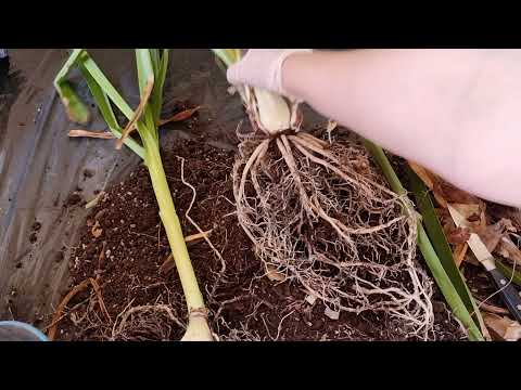 Видео: пересадка исмене