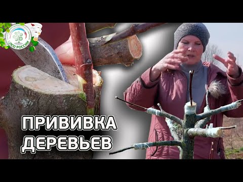 Видео: ПРИВИВКА ДЕРЕВЬЕВ ВЕСНОЙ. Как прививать деревья. (в расщеп | в приклад | в боковой зарез) Чать 2