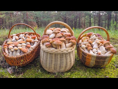 Видео: НЕВЕРОЯТНЫЙ СБОР БЕЛЫХ ГРИБОВ И ПОДОСИНОВИКОВ!!! 27 ИЮЛЯ 2023 ГОДА!