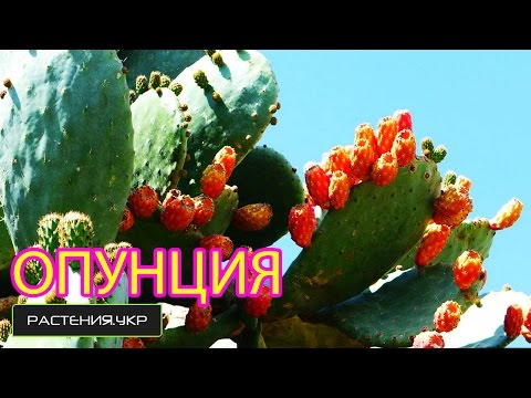 Видео: Кактус опунция / Как ухаживать за кактусами? / Как рассадить опунцию?