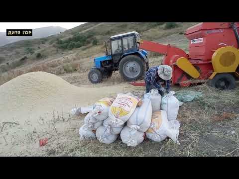Видео: СЕКРЕТ.ОҚИБАТИ КАМБОРИШИ ДЕҲҚОНОНРО ХАШМГИН КАРД.