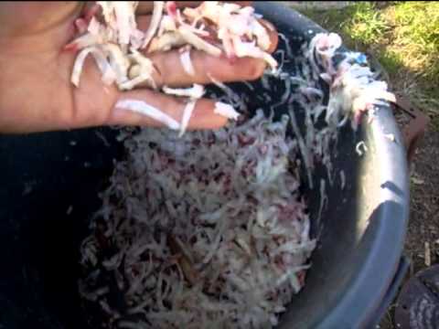 Видео: КОРМОРЕЗКА, ЧЕРВЯЧКИ для ЦЫПЛЯТ или морковка по корейски?