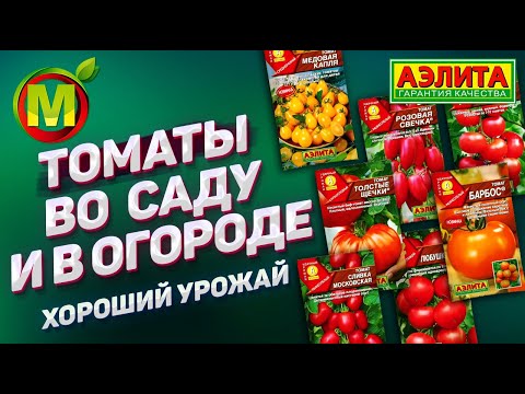 Видео: 🍅 ТОМАТЫ во саду и в огороде. Урожай 2021.