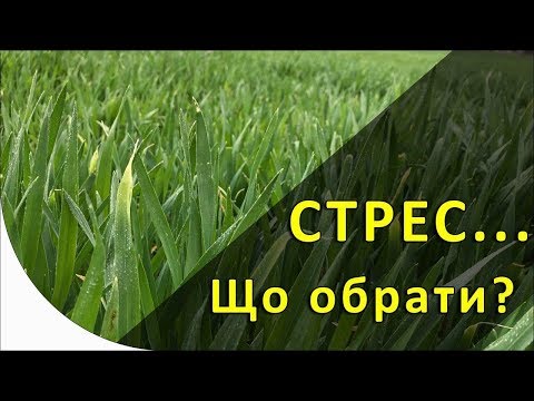 Видео: Гумати чи Тесей?