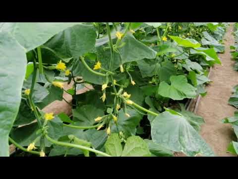 Видео: Обзор гибридов огурца Yuksel Tohum. Часть 2. Лютояр, Примеро, Баде, Титаник, 175