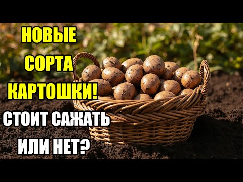 Видео: Сорта картофеля Алю и Аризона: стоит сажать или нет? Плюсы, минусы и первые результаты.