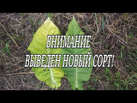 Видео: ВНИМАНИЕ ! ВЫВЕДЕН НОВЫЙ СОРТ!