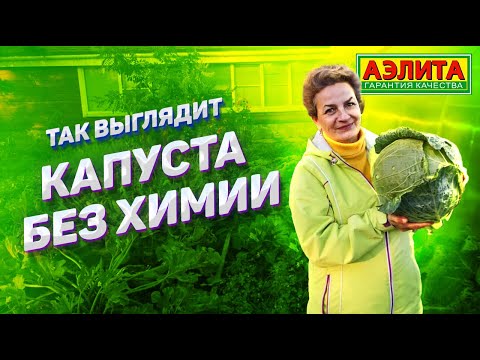 Видео: Наталья Петренко о Выращивании Капусты БЕЗ ОПРЫСКИВАНИЯ