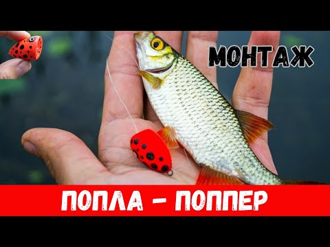 Видео: ПОПЛА-ПОППЕР на высоте/ОТЛИЧНЫЙ МОНТАЖ Косит Рыбу