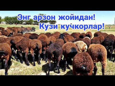 Видео: Кузилар арзон булди! 943320698☎️ 770941880☎️