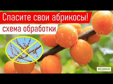 Видео: АБРИКОС НЕ ЗАБОЛЕЕТ! Чем обработать: препараты, сроки, дозы,нюансы