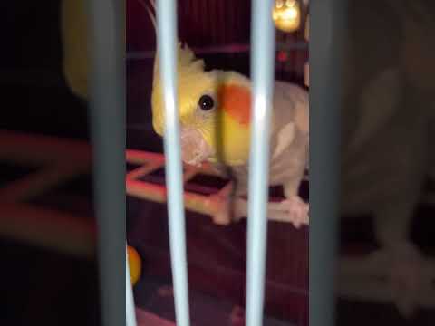 Видео: Доброе утро с любимыми попугаями) #попугай #корелла