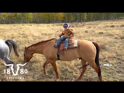 Видео: Жизнь на ранчо в Колорадо. Осенний сбор уже близко!